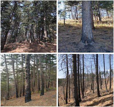 Microenvironment heterogeneity affected by anthropogenic wildfire-perturbed soil mediates bacterial community in Pinus tabulaeformis forests